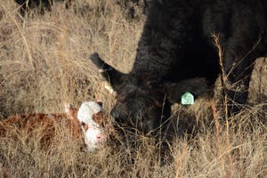 Black cow with new calf