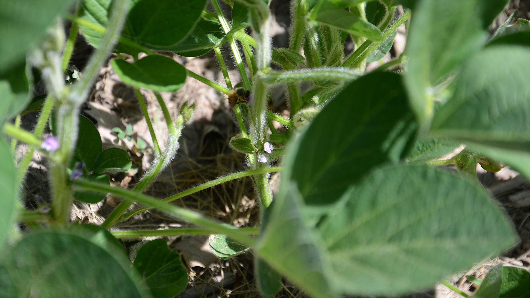 Why soybean flowers are more than just pretty blooms