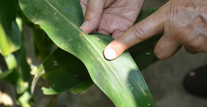 gray leaf spot lesions on corn plant