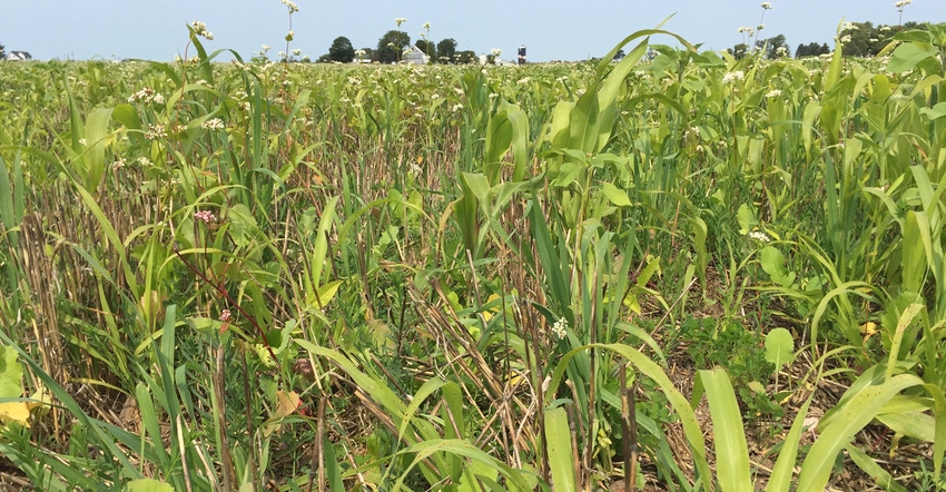 field of cover crops