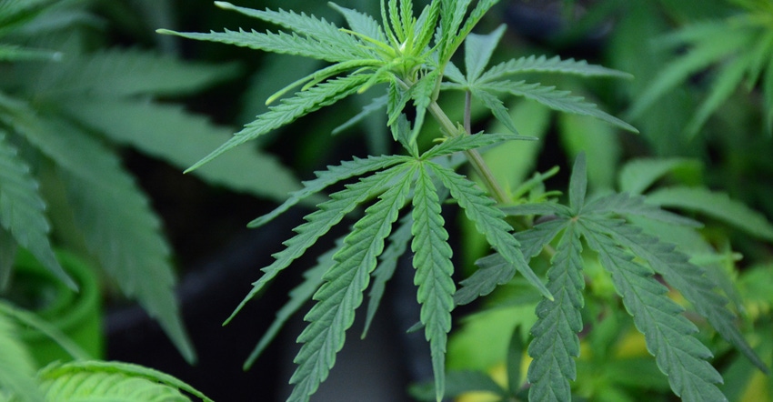 industrial hemp up close industrial hemp up close
