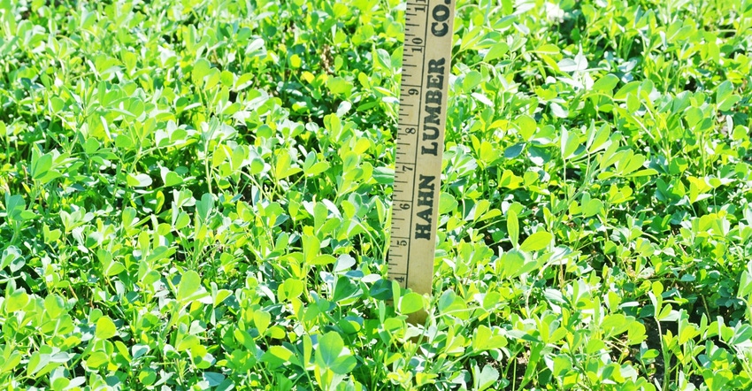 Ruler measuring height of alfalfa in field