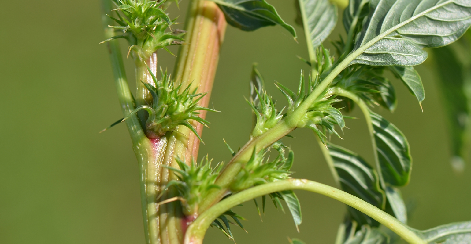 6 Steps For Handling Palmer Amaranth