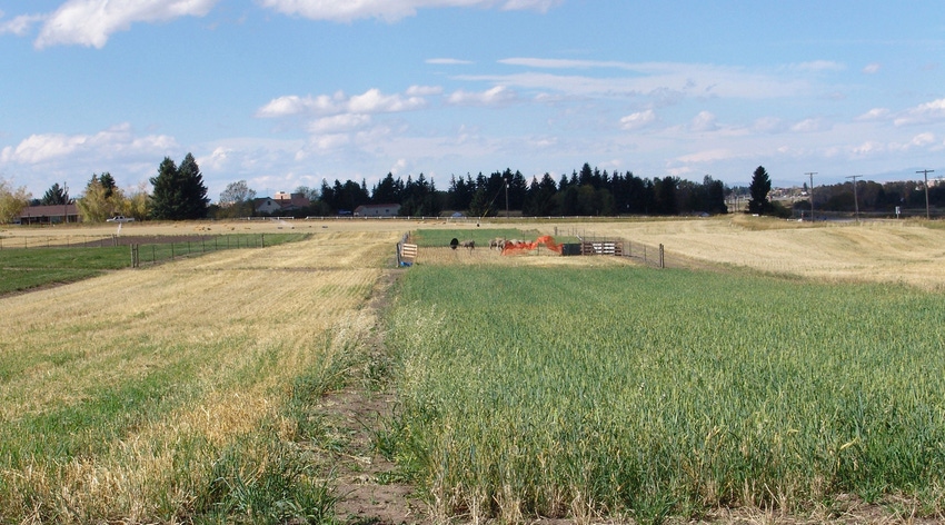 WFP-ARS-montana-experimental-wheat.jpg WFP-ARS-montana-experimental-wheat.jpg