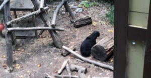 black bear at Atlanta zoo