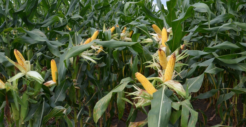 ears of corn exposed in cornfield
