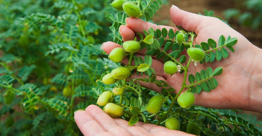Woman shows chickpeas in close up. Chickpea are growing on the field