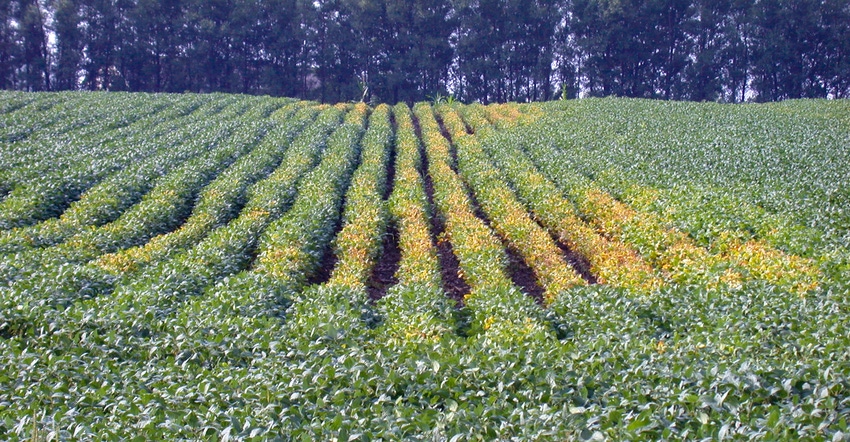 Damage from soybean cyst nematode can be seen above ground in yellowing soybeans plants