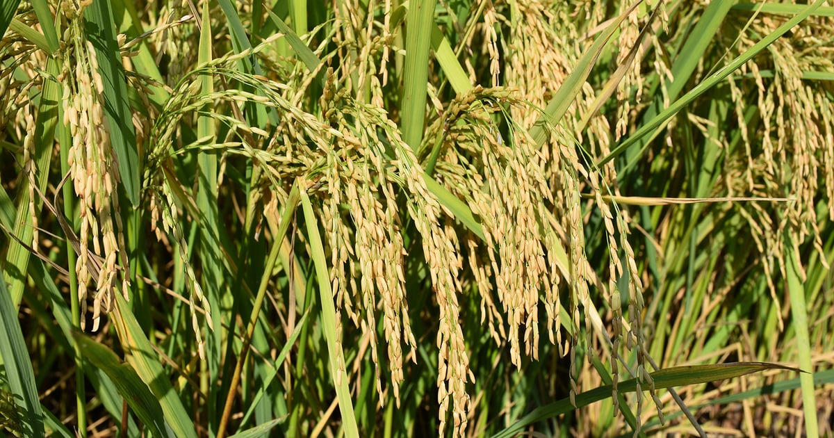 5 things you should know about the rice market