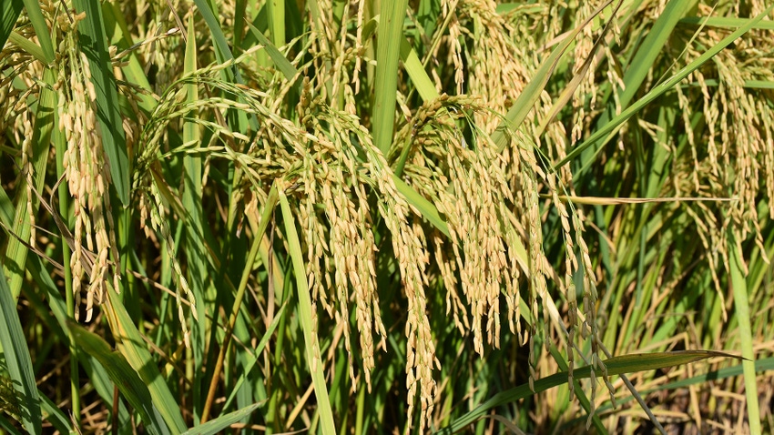 Missouri Rice