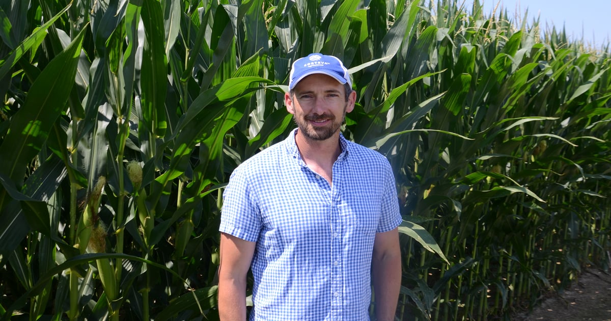 How corn seed sits in trench draws attention again