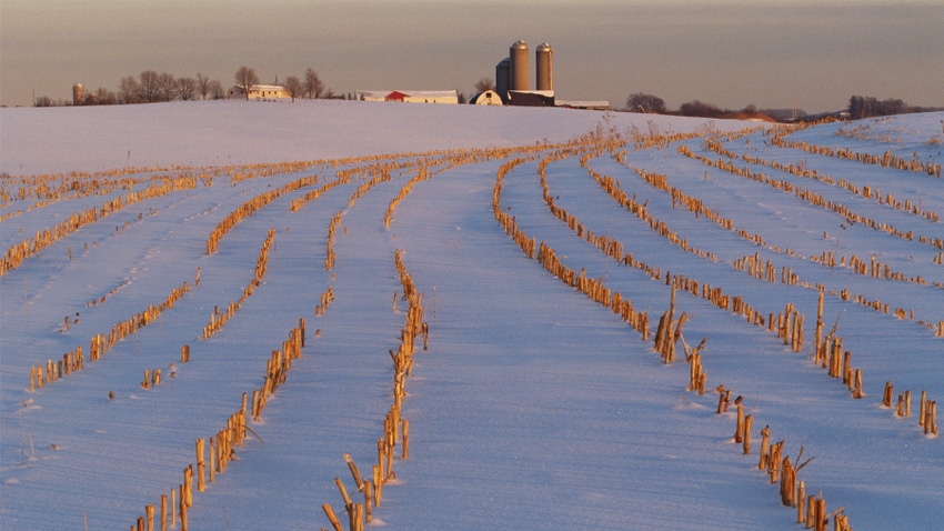 cut corn stalks in a snow-covered field