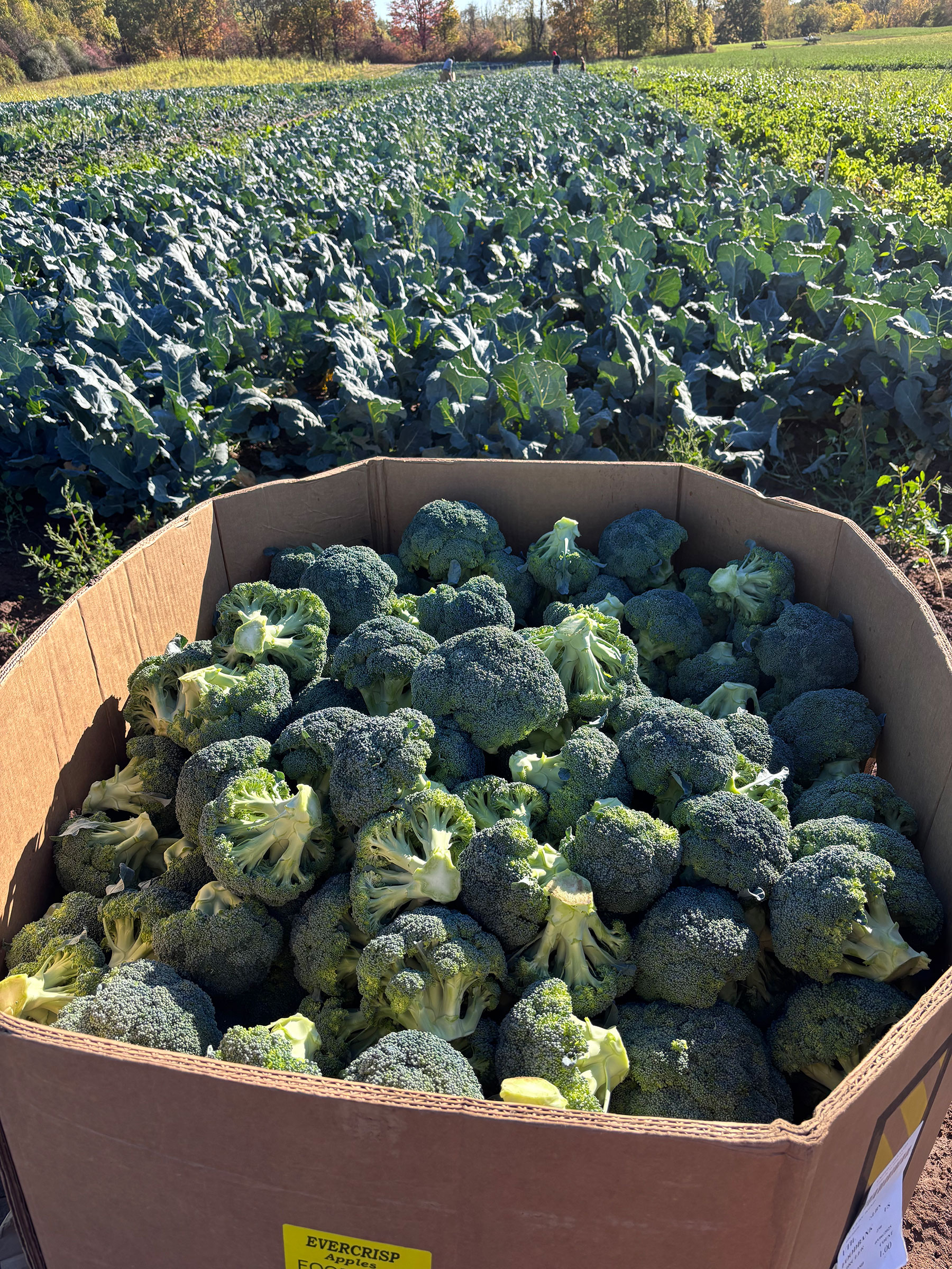 Organic farmers create premium frozen soup business