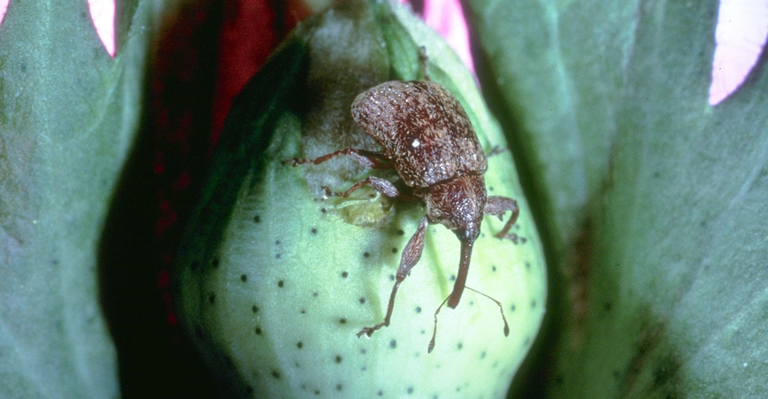 National-Cotton-Council---Boll-Weevil-With-Permission-2.jpg National-Cotton-Council---Boll-Weevil-With-Permission-2.jpg