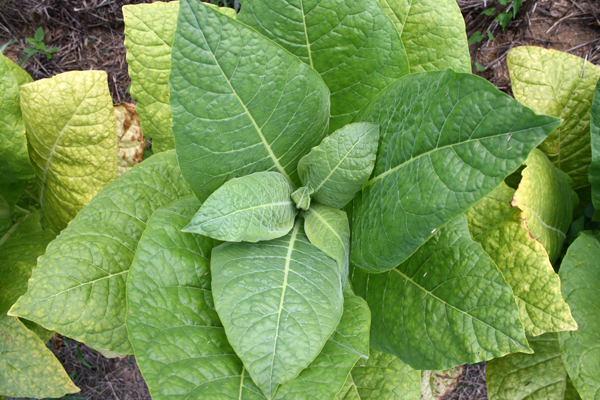 tobacco biotechnology Tobacco could be new source for sought-after vaccine compound