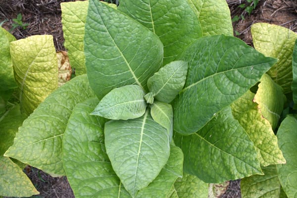 how to make tobacco How To Make Tobacco From Tobacco Leaves | Processing Tobacco Leaves how to make tobacco How To Make Tobacco From Tobacco Leaves | Processing Tobacco Leaves
