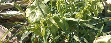 herbicide_watch_outs_cover_crops_1_636079636331666049.jpg