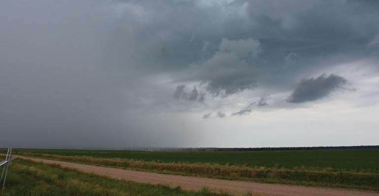 Rain on a rice field