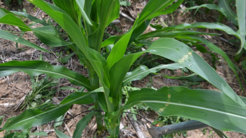 Shot-hole feeding in corn leaves, indicative of European corn borer