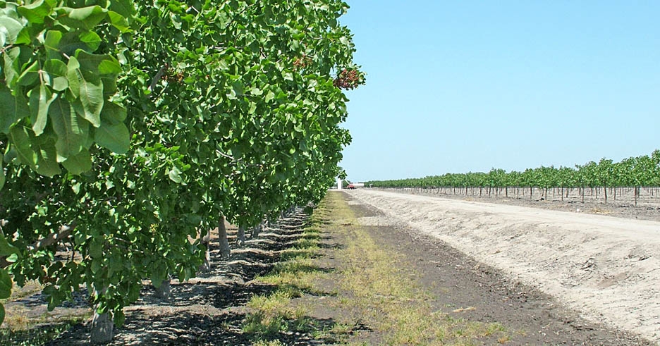 Weed control key to defending pistachio trees from false chinch bugs