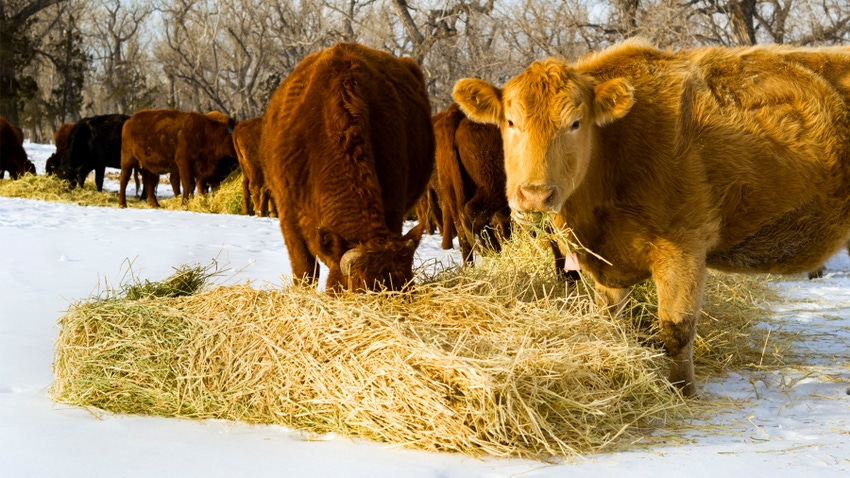 cows eating hay in a snow covered pasture