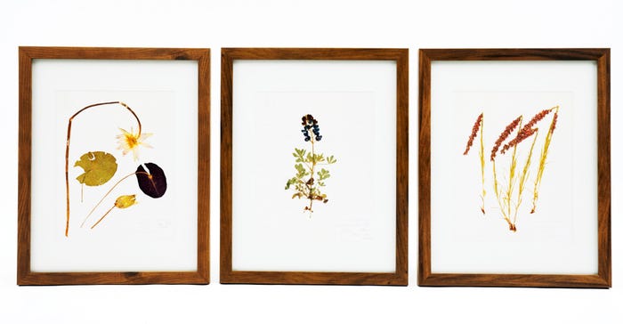 Framed-botanical-prints-edited_0.jpg Framed-botanical-prints-edited_0.jpg