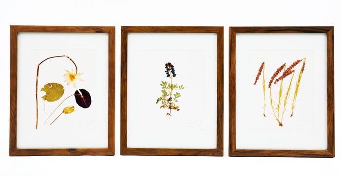 Framed-botanical-prints-edited_0.jpg