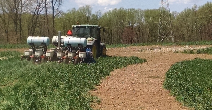 Steve Groff plants corn into a cover crop plot