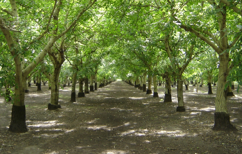 TNFP0521-cal-walnuts-walnut-optimism_BT_Edits.jpg TNFP0521-cal-walnuts-walnut-optimism_BT_Edits.jpg