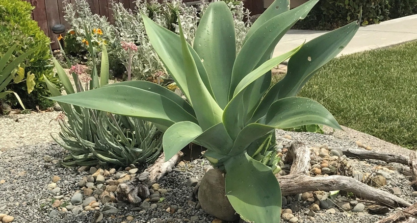 WFP-UC-agave.jpg WFP-UC-agave.jpg