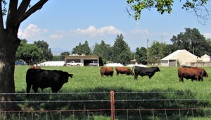 WFP-tim-hearden-cattle-grazing (3).JPG