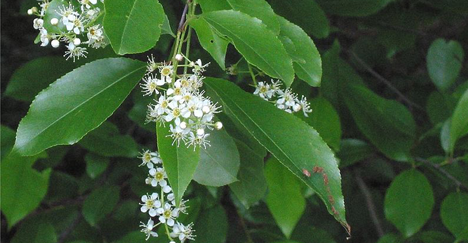 Protect livestock from wilted black cherry leaves