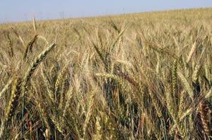 brad-haire-GA-wheat-2017-w.jpg