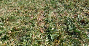 corn residue in the field