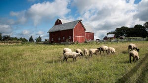 sheep grazing on grass with red barn in background