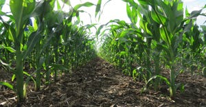 Rows of corn