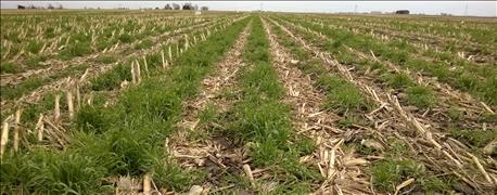 4_steps_manage_cover_crops_1_636085674958794841.jpg