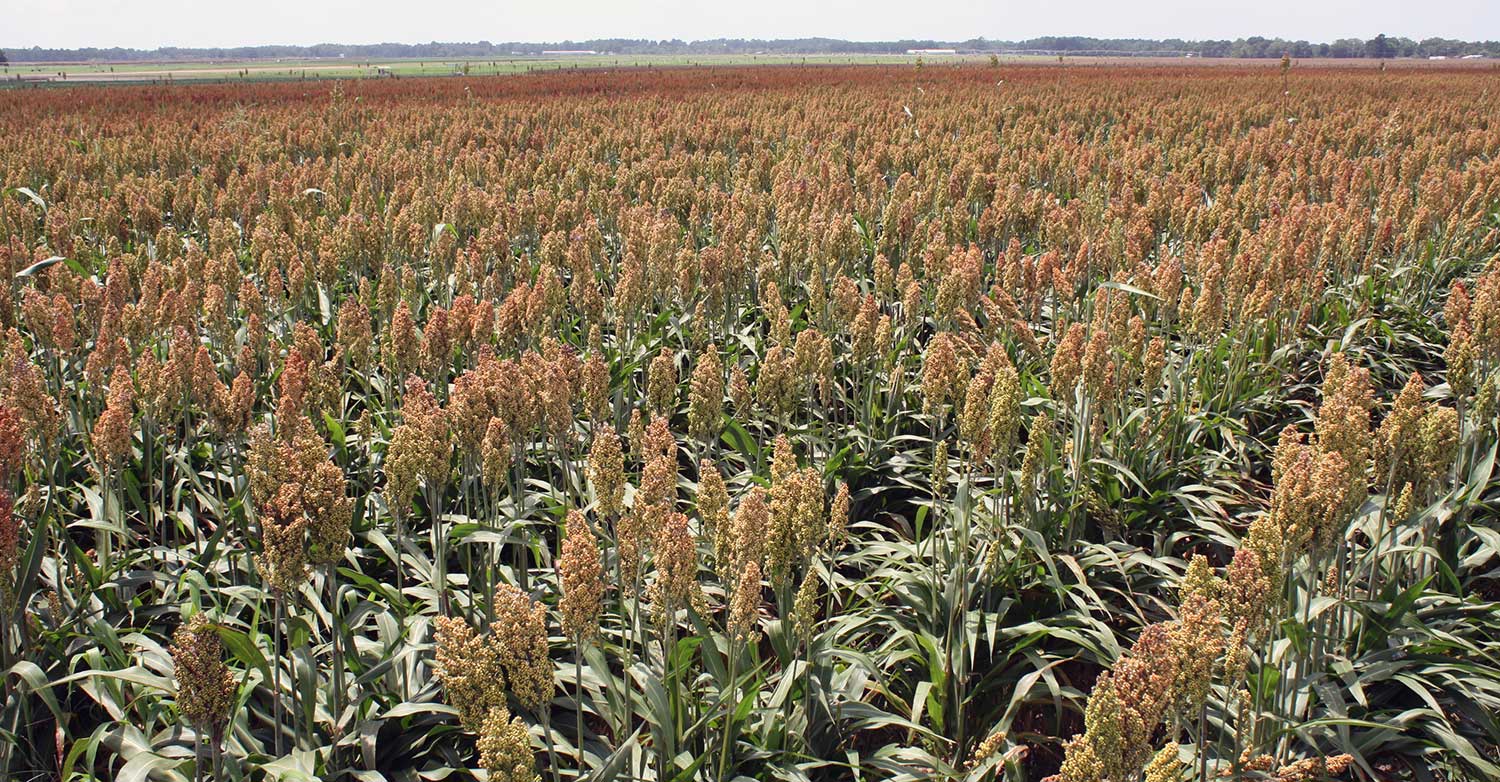 3 weed control technologies new for Southeastern