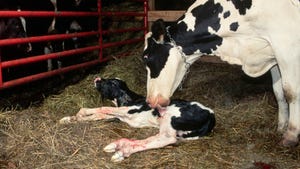 Holstein dairy cow licks a newborn calf as it lies on the ground
