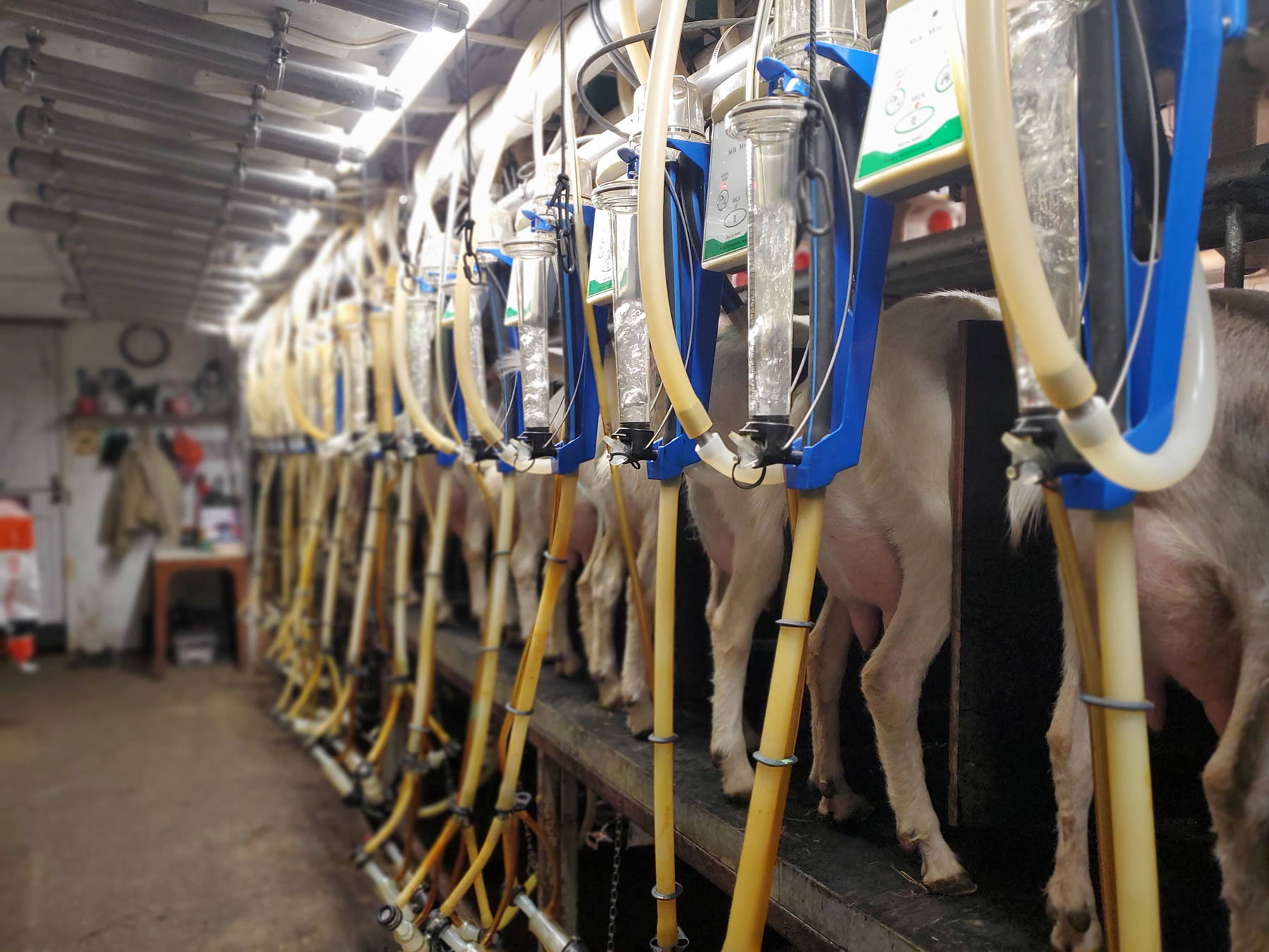 Cows in a milking parlor