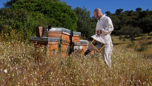 Beekeeper at hives
