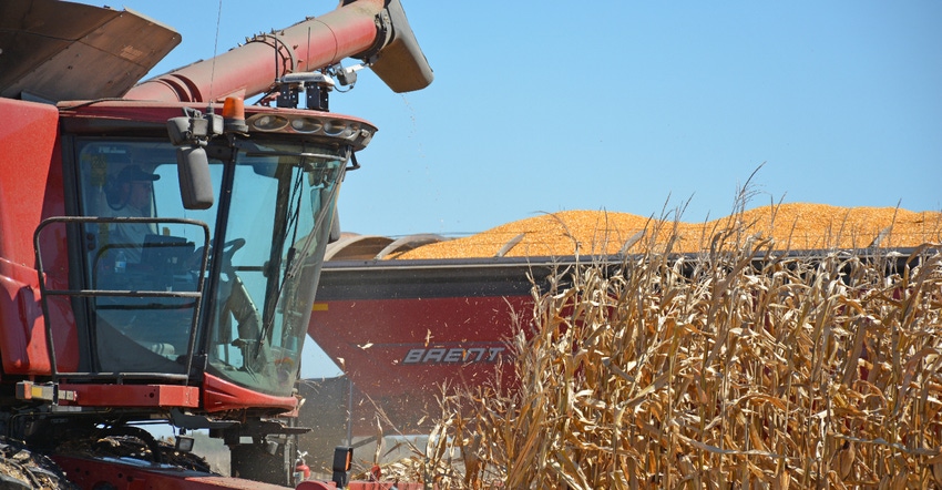 combine harvesting corn