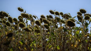 dried sunflowers