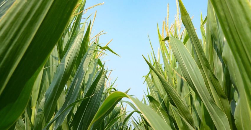 Corn field close up