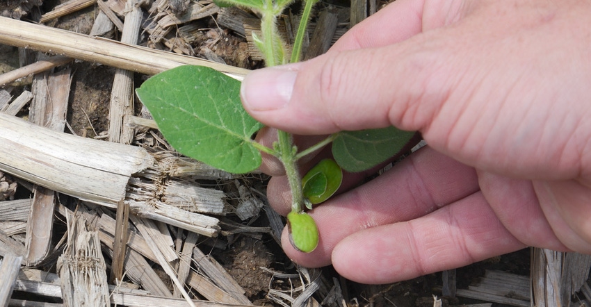 hand holding soybean seedling