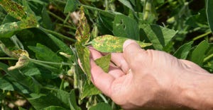sudden death syndrome symptoms in soybeans