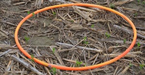 orange hula-hoop in young soybean field