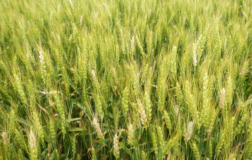 How late is too late to treat wheat scab with fungicide?
