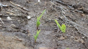 Corn plants beginning to sprout through soil