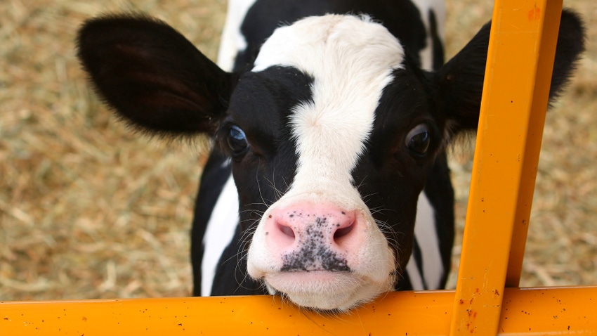 Closeup of Holstein dairy cow's head